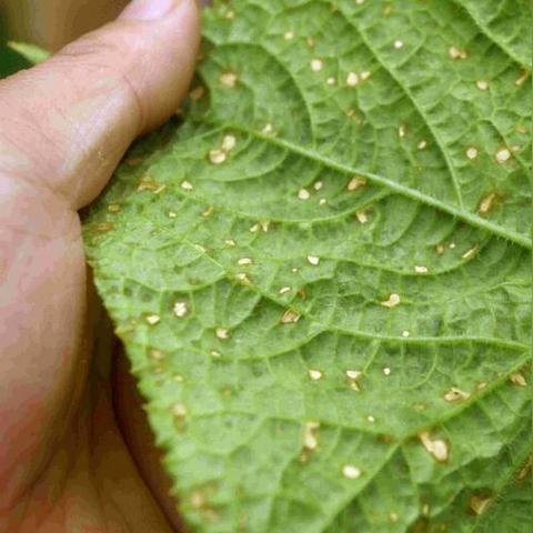 黄瓜靶斑病图片大全的长尾关键词是什么