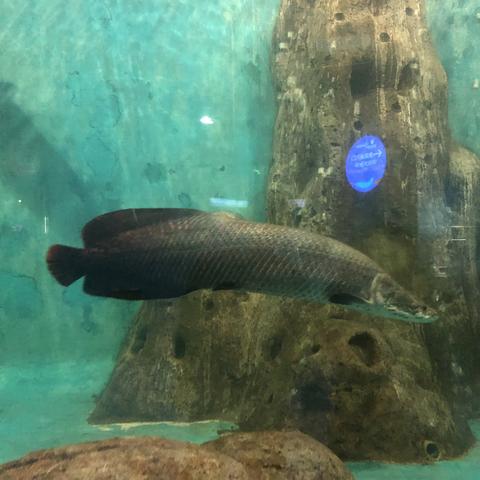 大连市的海洋馆哪个更好