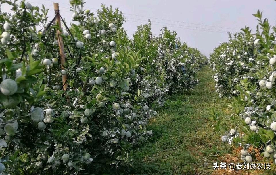 九月份柑橘種植病蟲(chóng)害_甘平柑橘抗寒若何