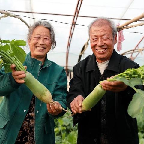 哈尔滨大棚物资价格走势相关长尾关键词有哪些