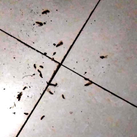 桂林库房白蚁防治报价相关长尾关键词有哪些