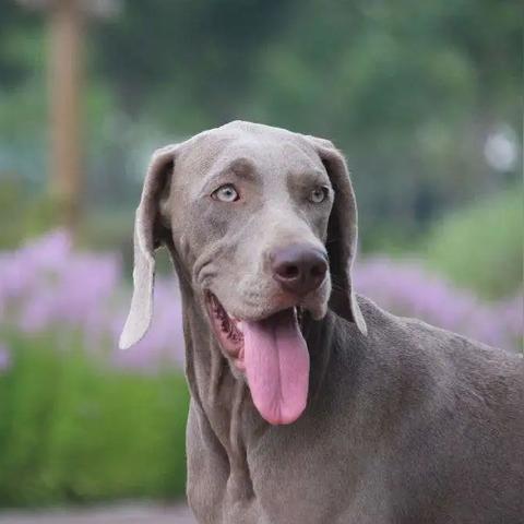 昆明市斗牛比赛的长尾关键词有哪些