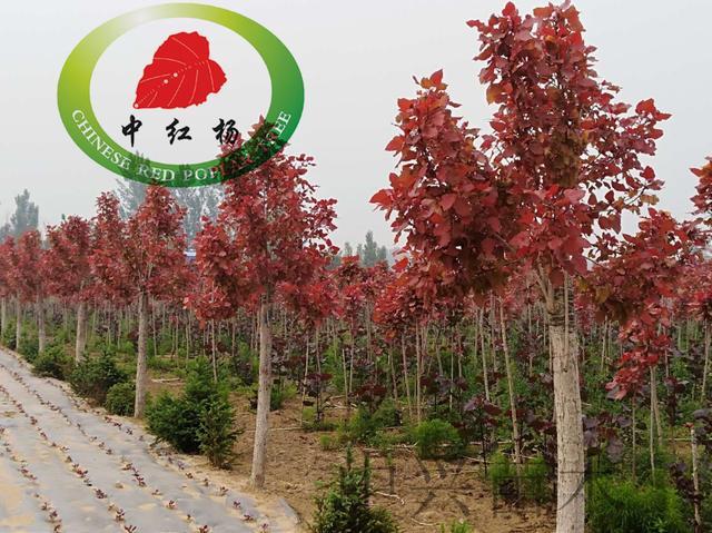 中华红叶杨图片,绿化用的苗木有哪几种?