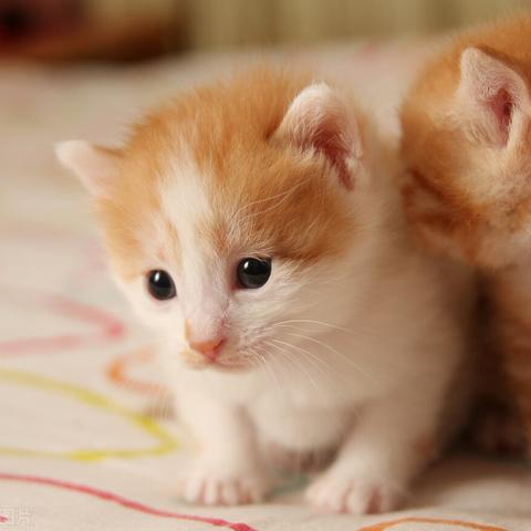 狂犬疫苗什么时候打