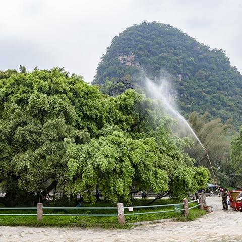 广西桂林蘑菇价格相关长尾关键词有哪些