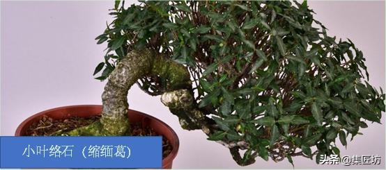 盆栽络石落叶怎么回事,适合连廊背阴面种植的爬藤植物?