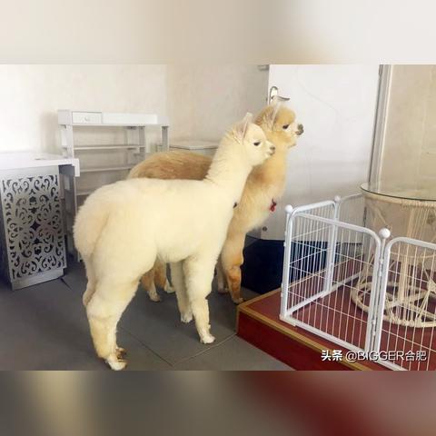 沈阳羊驼咖相关长尾关键词有哪些