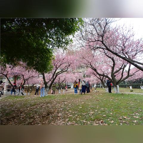 武汉市的市花是什么花？