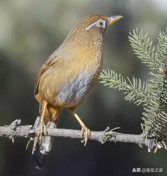 国画素材丨一组画眉鸟素材欣赏