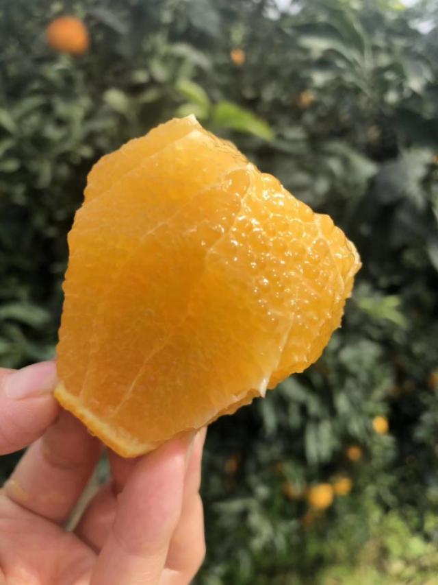 爱媛38号果冻橙中国哪一年上市的（爱媛38的种植前景如何）