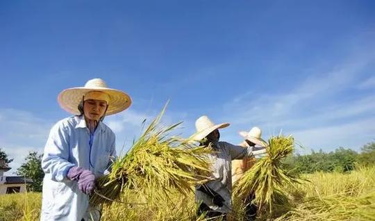 提个醒！下半年农村这4样东西要涨价，把握机会农民迎来赚钱季！