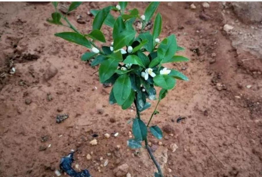 柑橘種植幼樹(shù)辦理手藝_柑橘為什么施肥要春氮夏磷秋鉀冬有機呢