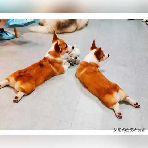 合肥市在哪里卖狗比较好
