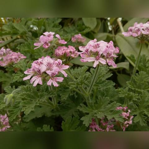 香茅醛/香茅醛有毒吗