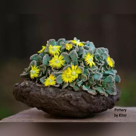 用叶子做手工足球运动员的长尾关键词有哪些