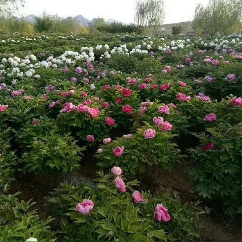 保定市流动烤全羊上门的长尾关键词有什么