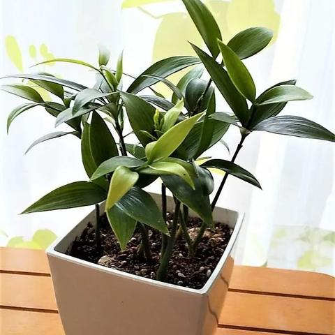 福建杉木什么品种