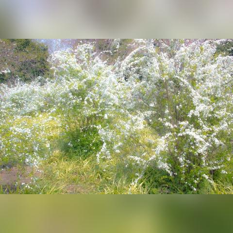 杭州植物园雪柳的相关长尾关键词有哪些