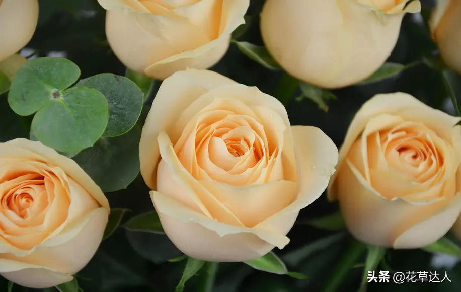 白玫瑰的寓意和花语