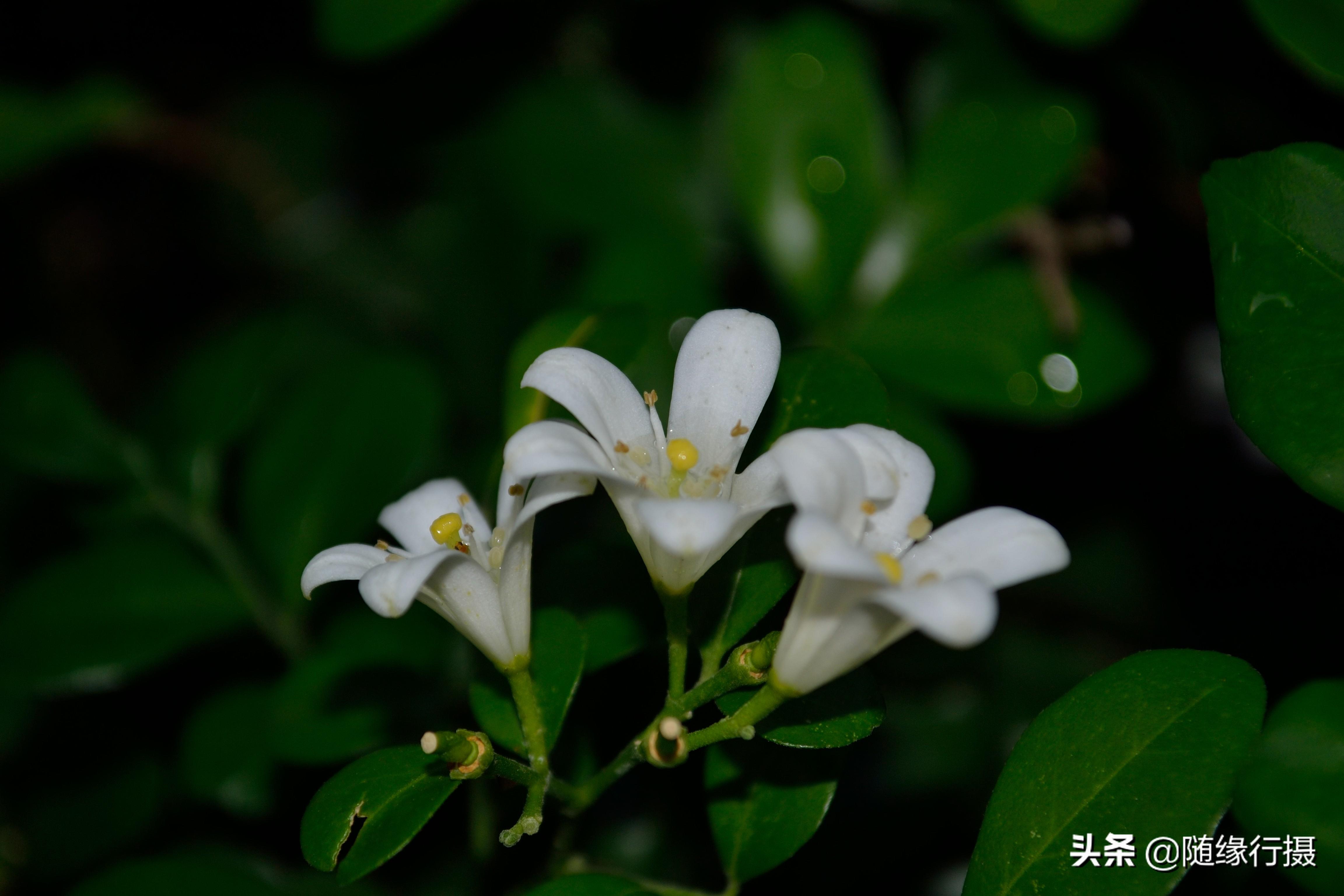 九里香是叫鬼树吗,九里香几月开花称为鬼树?"