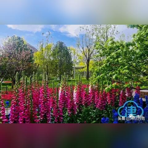 【天津园艺所】相关长尾关键词有哪些