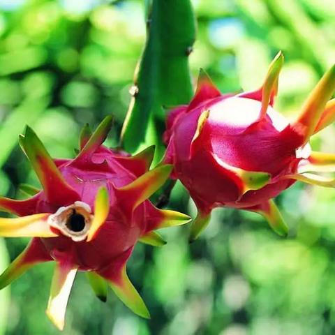 昆明市芬香小吃的长尾关键词有什么