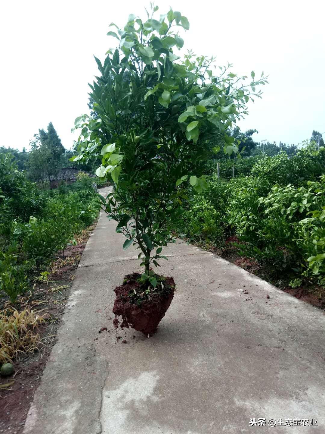 春見(jiàn)柑橘種植辦理手藝_春見(jiàn)留樹(shù)保鮮能夠到多久