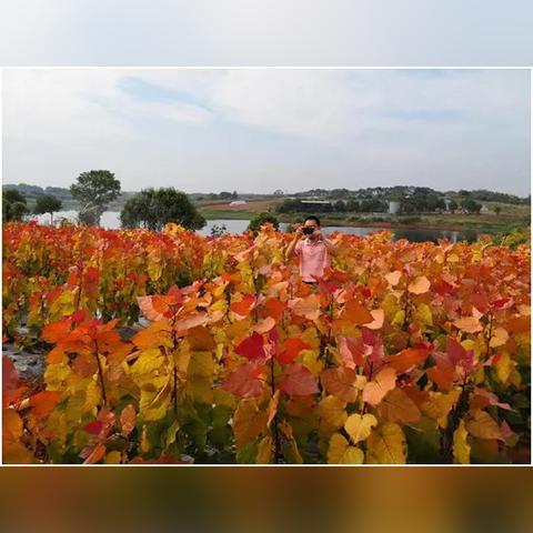 厦门市有多少树种植