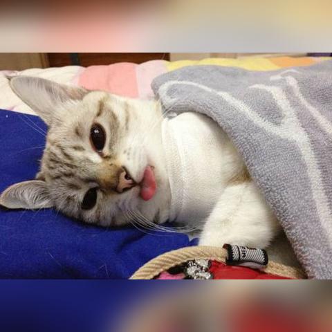 保定市的流浪猫的长尾关键词有什么