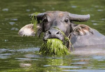 老牛吃嫩草的表情包搞笑gif 老牛吃嫩草的表情包搞笑gif