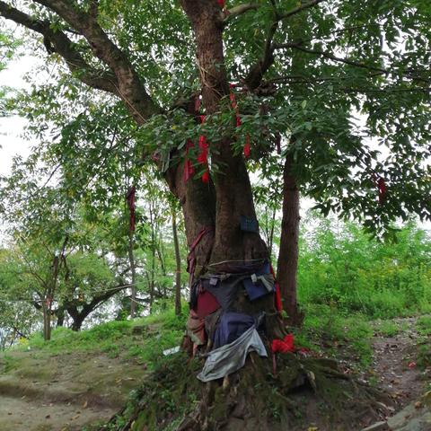 温州市翠云禅寺的长尾关键词有哪些