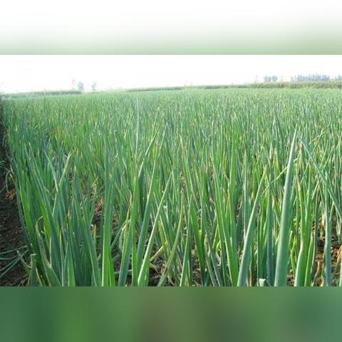 漳州大葱什么时间播种？