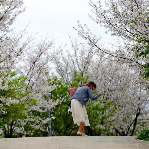 杭州樱花园路线攻略？