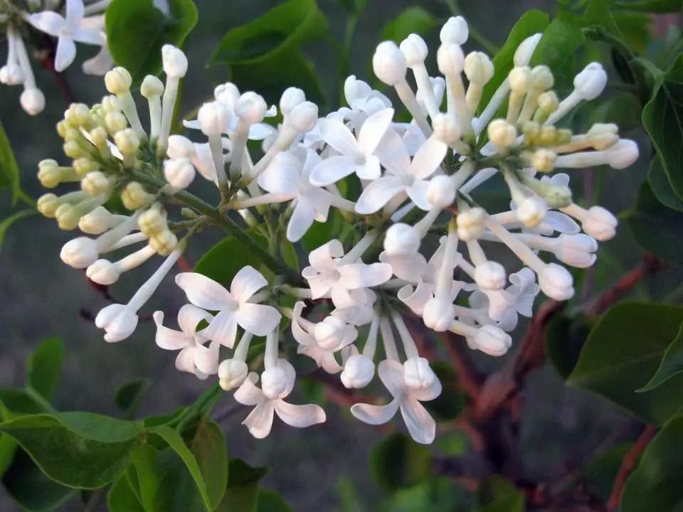 丁香花的养殖方法和注意事项,丁香花移栽后多久才会发芽?