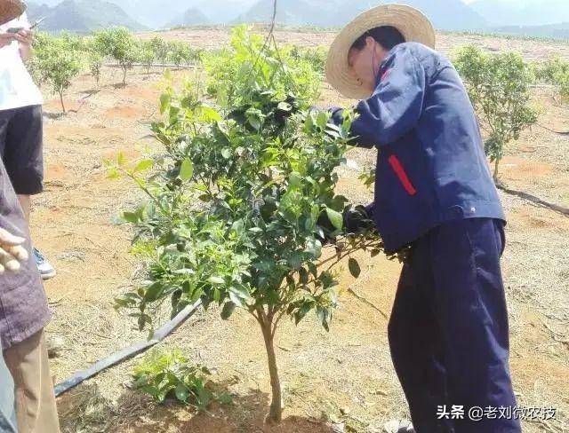 柑橘樹(shù)有病蟲(chóng)害怎么辦_氫氧化銅可治柑橘什么病