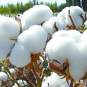 石家庄市玉米的价格的长尾关键词有哪些