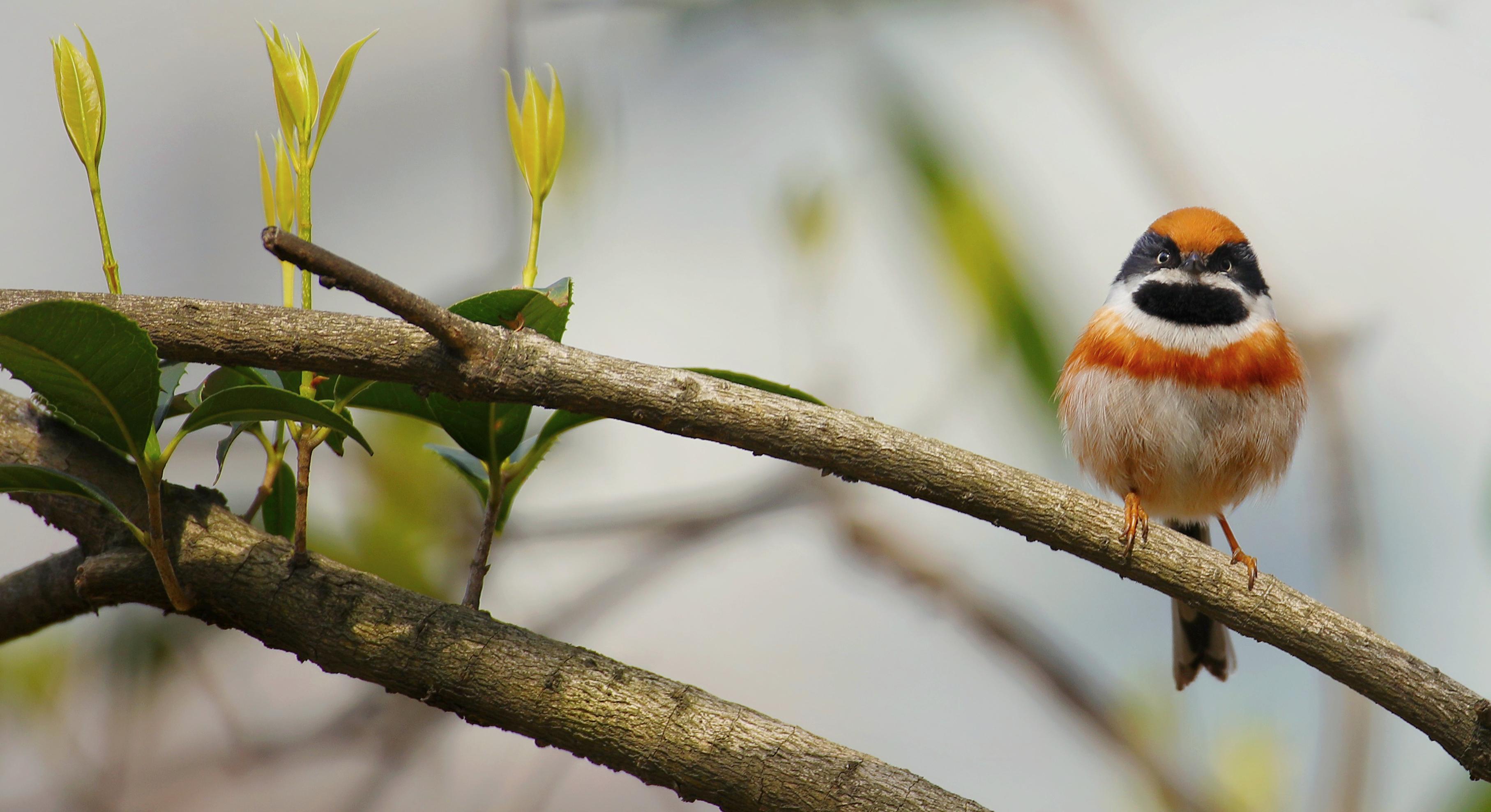 中国环境已没有新冠
 /中国环境已没有新冠病毒