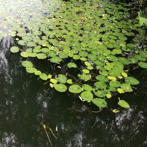 杭州灵隐寺西湖雷峰塔的相关长尾关键词有哪些