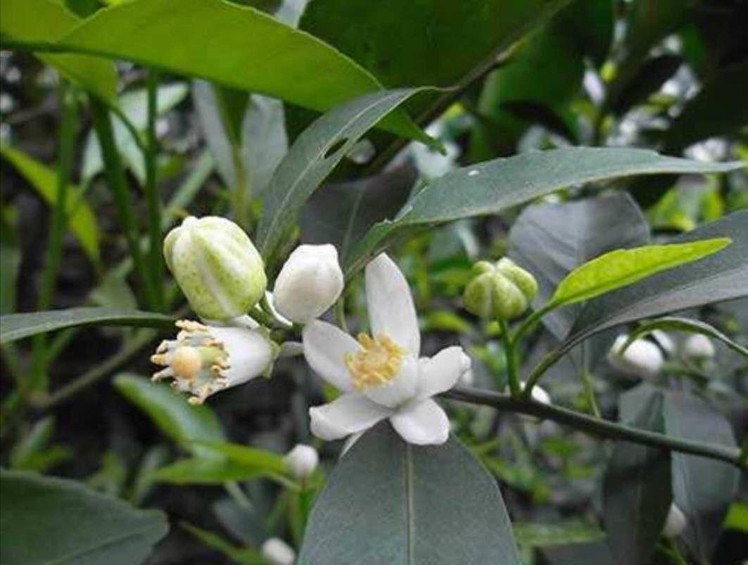 柑橘花蕾防治病蟲害_臍橙什么時(shí)間打保花保果藥