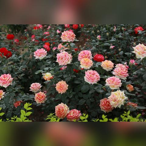 石家庄市月季花展日的长尾关键词有什么