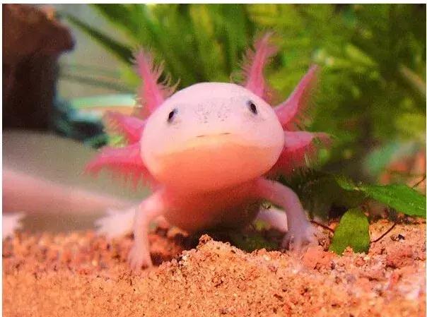 六角恐龙鱼有毒吗可以摸吗