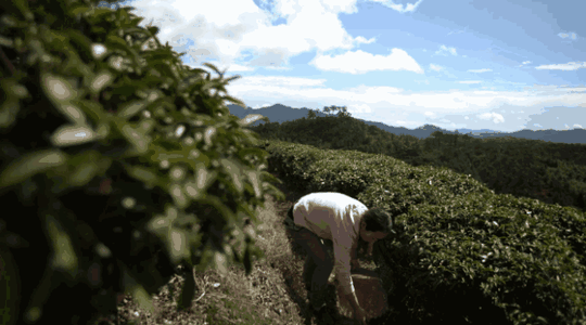 福建古田余海燕：贫苦姑娘种茶卖茶带领村民共创致富经