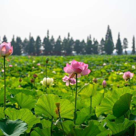 1号南京天气怎么样啊