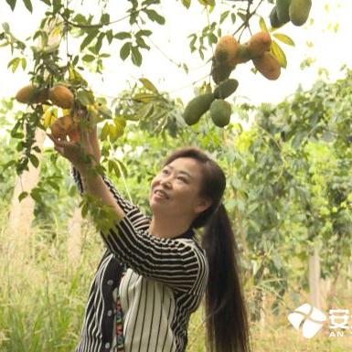 江西省赣州市安远客家话的长尾关键词有什么