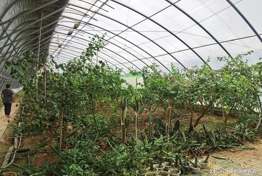 回乡创业！他将南果北种，种火龙果引领贾汪区致富