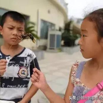 赣州市哪里有小竹笋