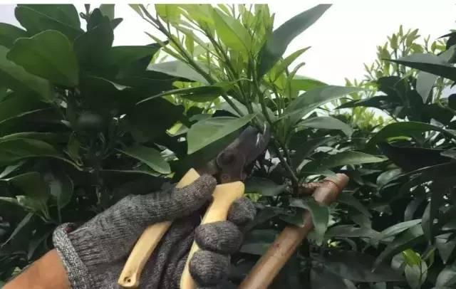柑橘幼果的功效与作用禁忌是什么（沃柑幼果期可以用矿物油吗）