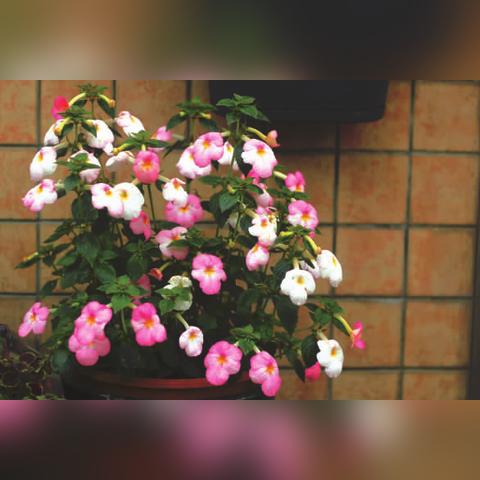 杭州的什么花有名？