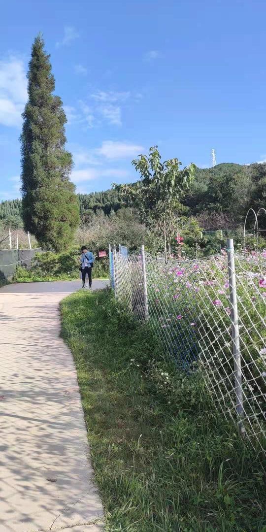 中秋假日生意火爆！昆明安宁潘茂野趣庄园1200亩苹果引游人