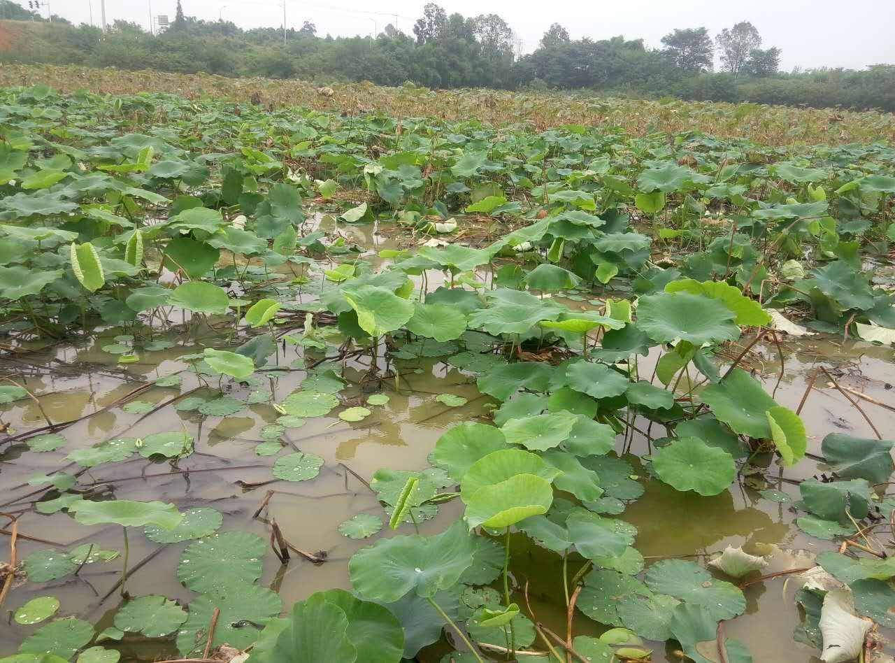 莲藕种植方法,种藕教程方法?